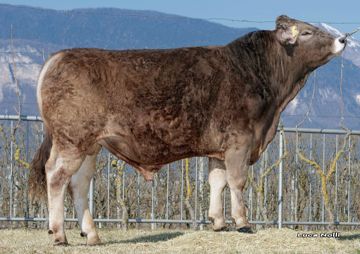 22-03-2022-toro-jago-ob