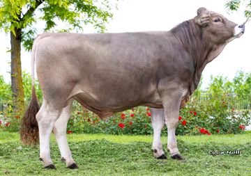 20-05-2025-toro-volmar-ob