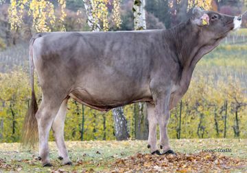 11-11-2025-toro-cadillac