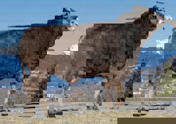 23-01-2020-toro-rokay