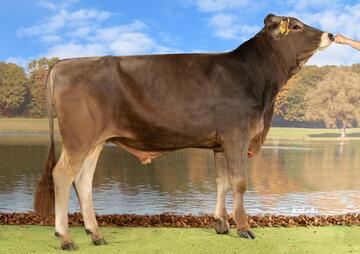 sg0106142-goldhill-guy-chilly-et-ch-120-1768-1253-4-guy