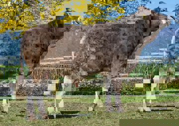 05-05-2017-toro-wildor-ob-l