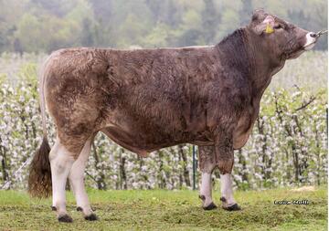 14-04-2026-toro-merlin-ob
