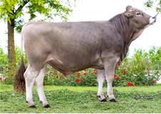 20-05-2025-toro-volmar-ob