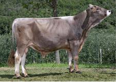 29-08-2017-toro-brannigan