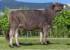 30-05-2025-toro-odermatt