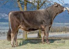 03-03-2017-toro-solein