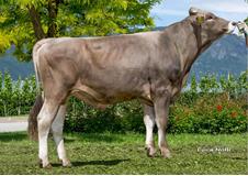 24-05-2016-toro-pelmo