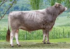 18-05-2017-toro-hippi