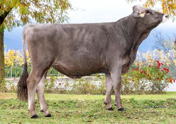 17-10-2025-toro-dealer