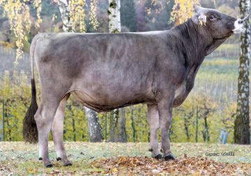 11-11-2025-toro-vitara