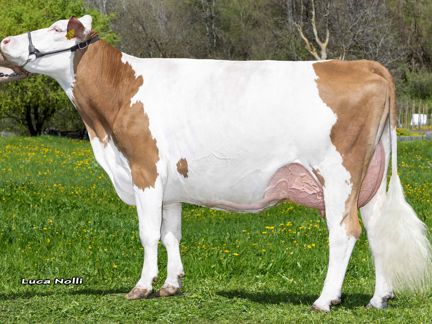 12-04-2024-it022990300862-de-paoli-herzschlag-rasa