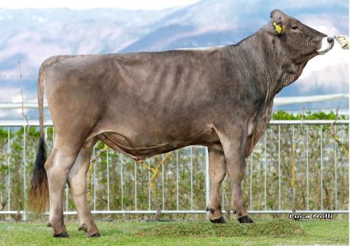 16-04-2019-toro-jerry