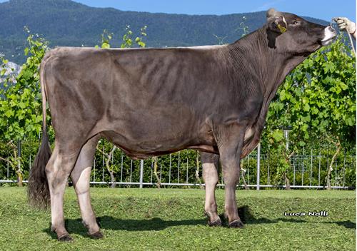 30-05-2025-toro-odermatt