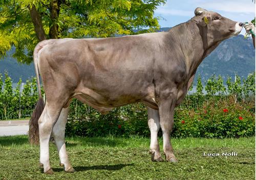 24-05-2016-toro-pelmo