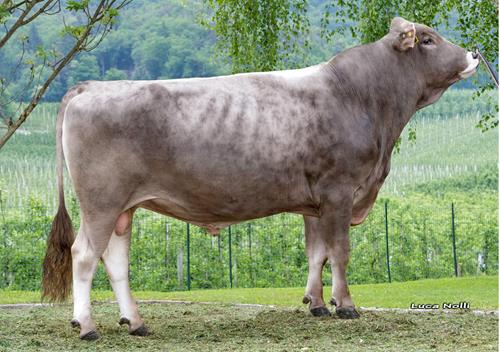 18-05-2017-toro-hippi