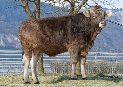 03-03-2017-toro-misel-ob-3qa