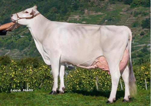 09-09-2014-it017990834504-marantelli-potassio-berenice
