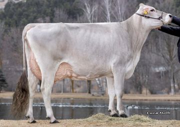 24-02-2025-it021002522560-stillebacher-barca-beauty