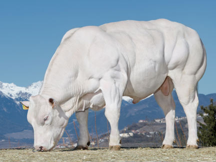 23-01-2020-toro-harrico-pa