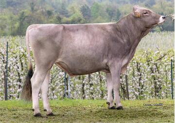 14-04-2026-toro-langfenn