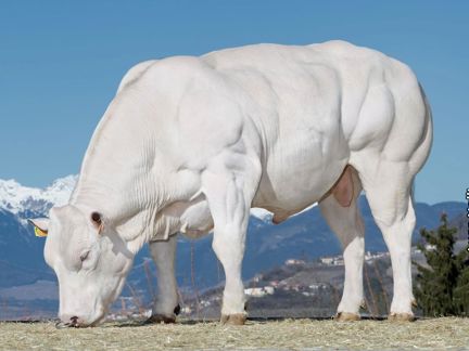 23-01-2020-toro-harrico-pa-neu