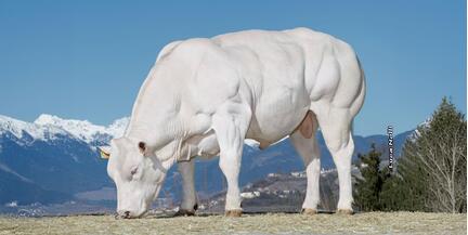 23-01-2020-toro-harrico-pa-neu