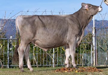 11-11-2025-toro-cash