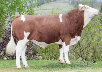 22-04-2022-toro-samsun