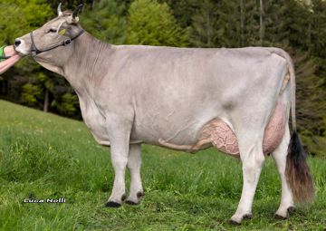 15-05-2023-it021002359572-ungerer-jorat-veilchen