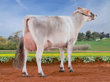 gentile-rocky-zolinda-it073990327777