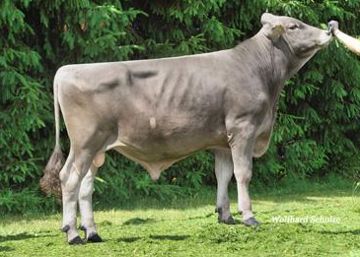 vance-276000817712795