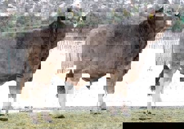 13-12-2017-toro-wenz-kopie