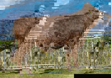 16-04-2019-toro-editing