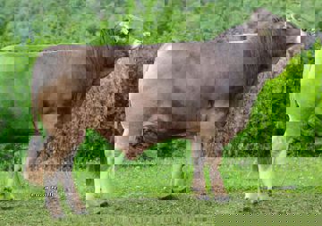 16-06-2020-toro-josias-ob