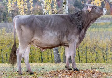 11-11-2025-toro-pepsi