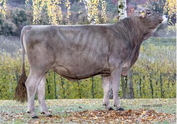 Il Toro Lancelot