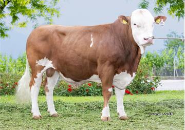 20-05-2025-toro-wanderer-3qa
