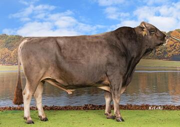 stier-bays