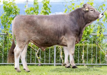 20-05-2025-toro-ares-ob