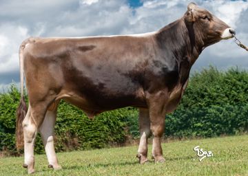 sg0091386-optimal-et-fr-5238483960-1-sinatra-et