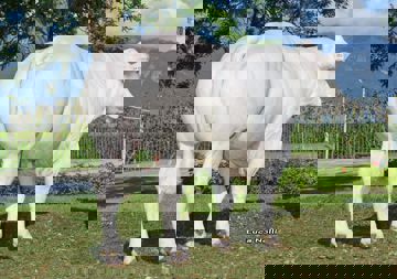 08-09-2020-toro-verbist