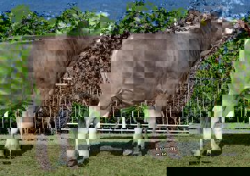 30-08-2019-toro-verano-ob