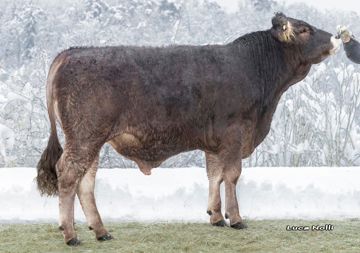 15-02-2022-toro-malik-ob